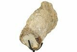 Polished Fossil Mosasaur Vertebra w/ Metal Stand - Texas #350881-2